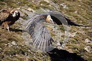 The bearded vulture Gypaetus barbatus, also known as the lammergeier or ossifrage flies low over the ground