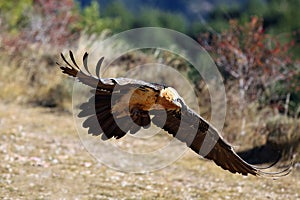 The bearded vulture Gypaetus barbatus, also known as the lammergeier or ossifrage flying with a large bone in the claws
