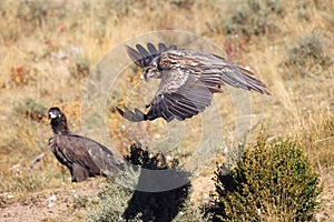 The bearded vulture Gypaetus barbatus, also known as the lammergeier or ossifrage, flying young bird, in the background sitting