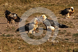 The bearded vulture Gypaetus barbatus, also known as the lammergeier or ossifrage, group of birds on the hillside