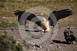 The bearded vulture Gypaetus barbatus, also known as the lammergeier or ossifrage lands on the slope of a mountain