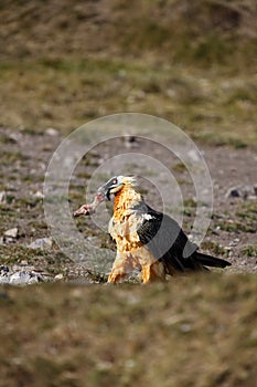 The bearded vulture Gypaetus barbatus, also known as the lammergeier or ossifrage, old bird sitting on the ground with a bone in
