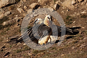 The bearded vulture Gypaetus barbatus, also known as the lammergeier or ossifrage, pair on the hillside