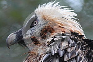 Bearded Vulture Gypaetus barbatus