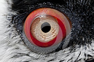 Bearded Vulture, gypaetus barbatus, Close up of Eye