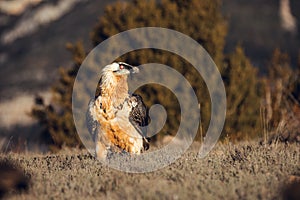 Bearded Vulture, Gypaetus barbatus, detail portrait of rare mountain bird