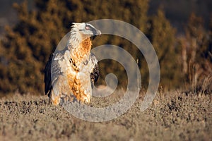 Bearded Vulture, Gypaetus barbatus, detail portrait of rare mountain bird