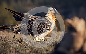 Bearded Vulture, Gypaetus barbatus, detail portrait of rare mountain bird