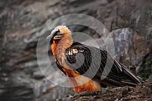 Bearded Vulture, Gypaetus barbatus, detail portrait of rare mountain bird, sitting on the rock, animal in stone habitat, Morocco