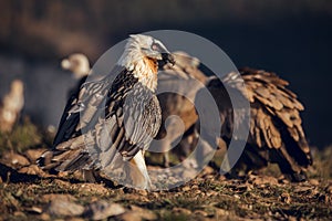 Bearded Vulture, Gypaetus barbatus, detail portrait of rare mountain bird with vultures