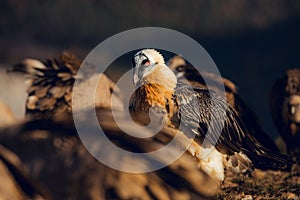 Bearded Vulture, Gypaetus barbatus, detail portrait of rare mountain bird with vultures