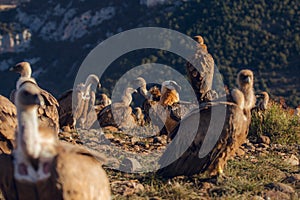 Bearded Vulture, Gypaetus barbatus, detail portrait of rare mountain bird with vultures