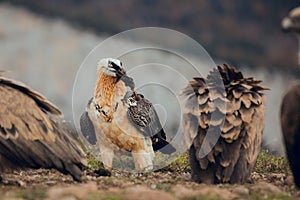 Bearded Vulture, Gypaetus barbatus, detail portrait of rare mountain bird with vultures