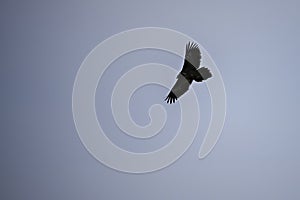 Bearded Vulture or Gypaetus barbatus, in flight.