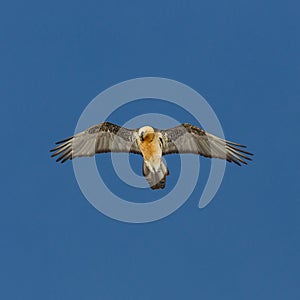 Bearded vulture gypaetus barbatus in flight in blue sky