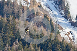 Bearded vulture gypaetus barbatus in flight over forest in winter