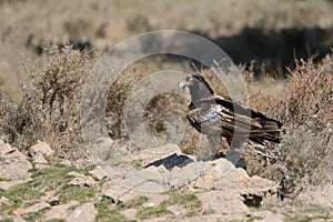 The bearded vulture Gypaetus barbatus.The juvenile bird is dark black-brown over most of the body