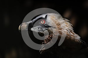 Bearded Vulture - Gypaetus barbatus, portrait of very large bird of prey