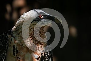 Bearded Vulture - Gypaetus barbatus, portrait of very large bird of prey