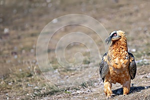 Bearded Vulture in the Pyrenees, Spain