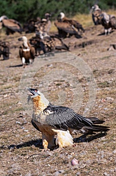 Bearded Vulture in the Pyrenees, Spain