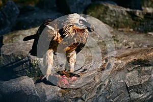 Bearded Vulture, Gypaetus barbatus, sitting on the stone and eats carrion