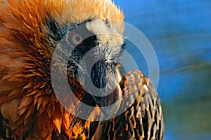 Bearded Vulture, Gypaetus barbatus, in stone habitat, detail bill portrait, Spain