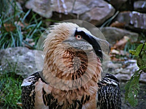 Bearded vulture head