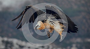 Bearded Vulture or Lammergeier, Gypaetus barbatus, flying bird on the rock mountain. Rare mountain bird, fly in winter, animal in