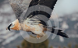 Bearded Vulture or Lammergeier, Gypaetus barbatus, flying bird on the rock mountain. Rare mountain bird, fly in winter, animal in