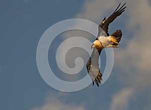 Bearded Vulture in a nosedive