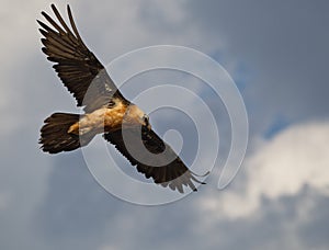 Bearded Vulture observing