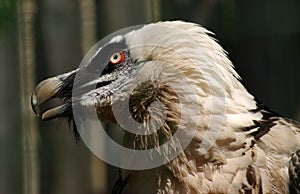 Bearded Vulture Portrait photo