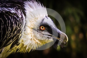 Bearded vulture portrait in the nature