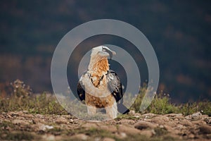 Bearded vulture portrait of rare mountain bird, eating bones