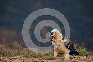 Bearded vulture portrait of rare mountain bird, eating bones