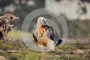 Bearded vulture portrait of rare mountain bird, eating bones