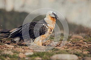 Bearded vulture portrait of rare mountain bird, eating bones