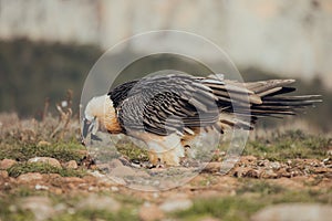 Bearded vulture portrait of rare mountain bird, eating bones