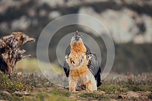 Bearded vulture portrait of rare mountain bird, eating bones