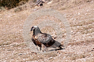 Bearded Vulture in the Pyrenees, Spain