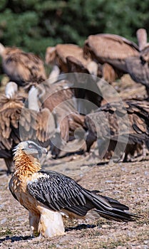 Bearded Vulture in the Pyrenees, Spain