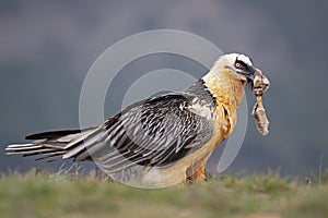 Bearded vulture scavenging and eating bones. Lammergier die beenderen zoekt en eet.