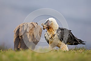 Bearded vulture scavenging and eating bones. Lammergier die beenderen zoekt en eet.