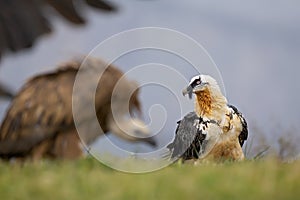 Bearded vulture scavenging and eating bones. Lammergier die beenderen zoekt en eet.