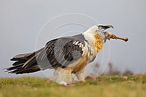 Bearded vulture scavenging and eating bones. Lammergier die beenderen zoekt en eet.