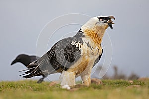 Bearded vulture scavenging and eating bones. Lammergier die beenderen zoekt en eet.