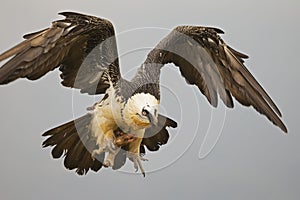 Bearded vulture taking off in the Spanisch mountains. Lammergier die opstijgt in de Spaanse PyreneeÃ«n.