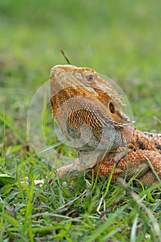 Bearded yellow dragon head at the grass field
