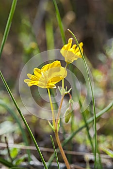 Beardless-petalled Hypecoum, Hypecoum imberbe photo